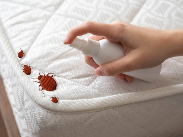 Best Spider Control Near Me  in Suncook, NH